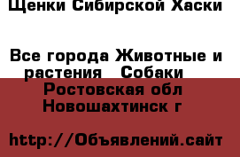 Щенки Сибирской Хаски - Все города Животные и растения » Собаки   . Ростовская обл.,Новошахтинск г.